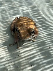 Polypedates megacephalus