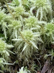Sphagnum squarrosum
