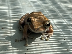 Polypedates megacephalus