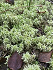Sphagnum squarrosum