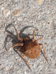 Araneus angulatus
