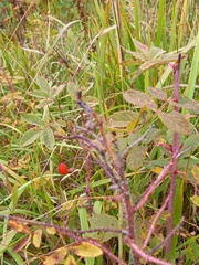 Rosa majalis