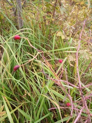 Rosa majalis