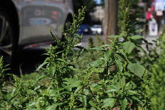 Dysphania ambrosioides