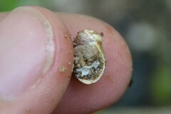 Theodoxus fluviatilis