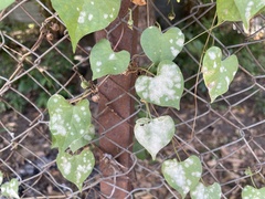 Pseudoidium ipomoeae