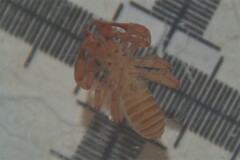 Chthonius ischnocheles