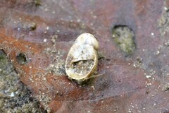 Theodoxus fluviatilis