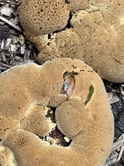 Pseudoinonotus