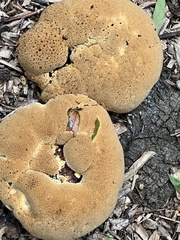 Pseudoinonotus