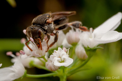 Nannotrigona testaceicornis