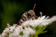 Nannotrigona testaceicornis