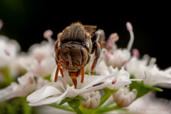 Nannotrigona testaceicornis