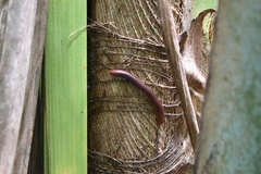 Trigoniulus corallinus