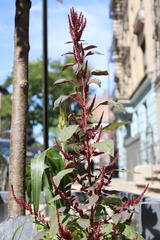 Amaranthus cruentus