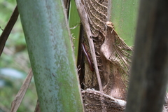 Trigoniulus corallinus