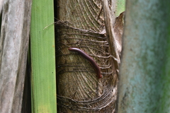 Trigoniulus corallinus