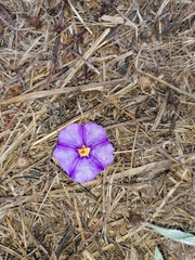 Lycianthes rantonnetii