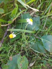 Matricaria chamomilla