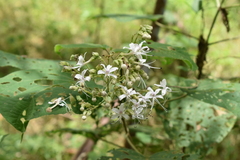Clerodendrum infortunatum