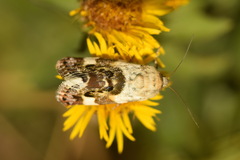 Acontia lucida