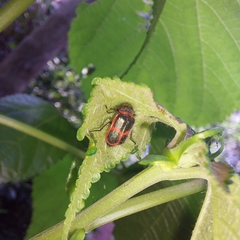 Astylus cyanerythrus