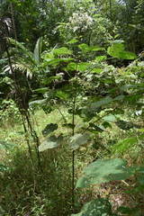 Clerodendrum infortunatum