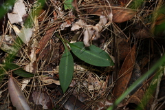 Chiloglottis