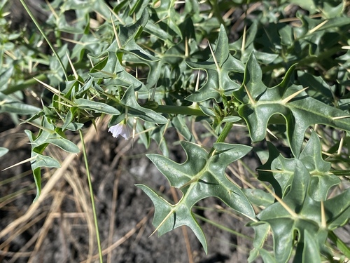 Solanum pugiunculiferum