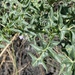 Solanum pugiunculiferum - Photo (c) ryanthughes, algunos derechos reservados (CC BY-NC)