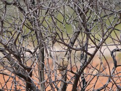 Cincloramphus cruralis