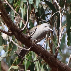 Colluricincla harmonica