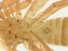 Chthonius ischnocheles