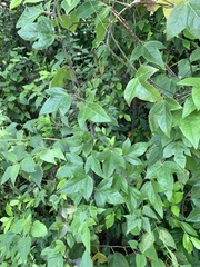 Passiflora suberosa
