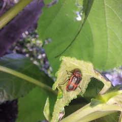 Astylus cyanerythrus