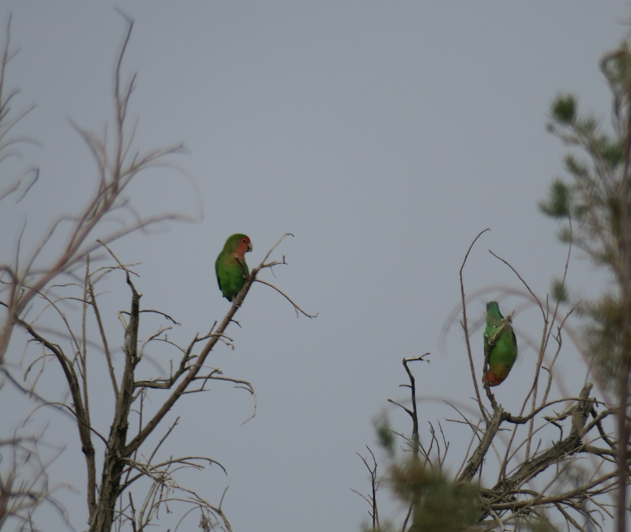Rosy-faced Lovebird