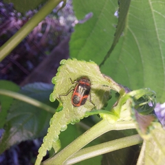 Astylus cyanerythrus