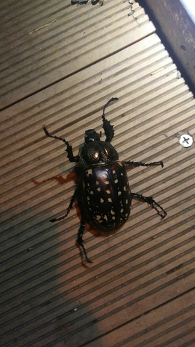 Photo of Formosan Long-armed Scarab (Cheirotonus formosanus)