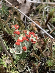 Cladonia gracilis