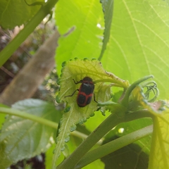 Astylus cyanerythrus