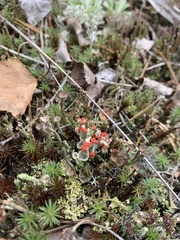 Cladonia gracilis