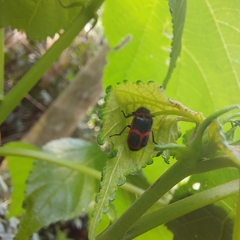 Astylus cyanerythrus