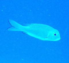 Monotaxis grandoculis