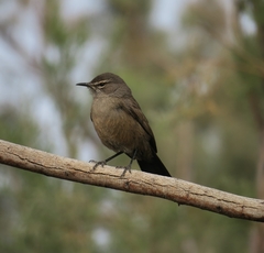 Cercotrichas coryphoeus