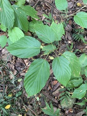 Flemingia strobilifera