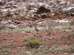 Cincloramphus cruralis