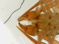 Chthonius ischnocheles