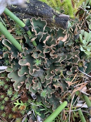 Peltigera