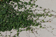 Convolvulus
