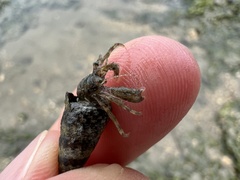 Pagurus minutus